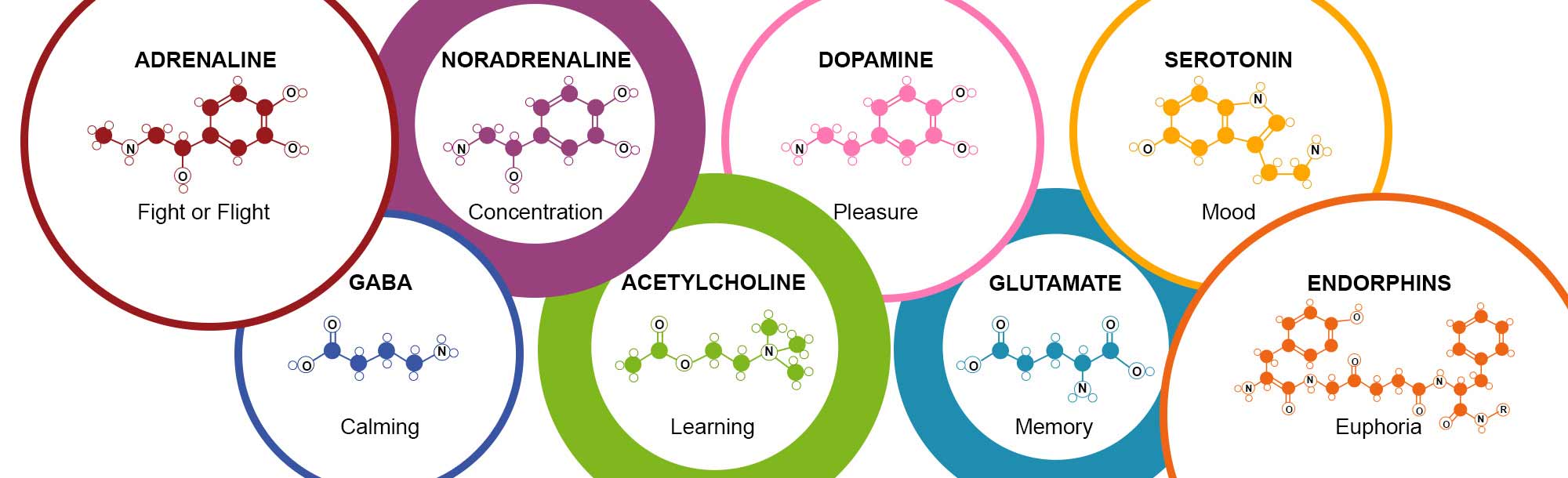 Everything You Need to Know About Neurotransmitters