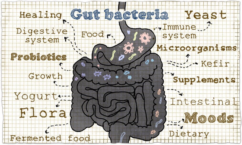 Probiotics for Gut Health