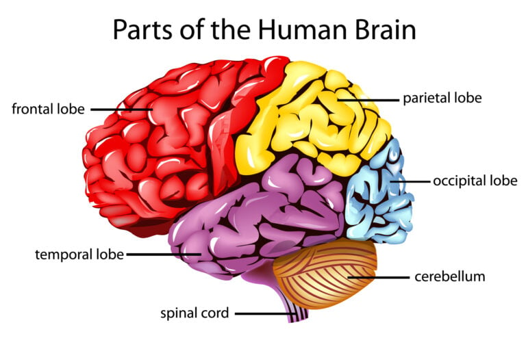 Human brain